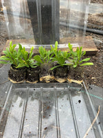 Osteospermum Tresco Purple Perennial x 5 Pack - 5cm Plug Plants FREE P&P
