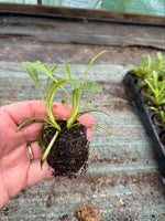 Osteospermum In The Pink x 3 Pack - 5cm Plants For Sale FREE P&P