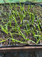 Agapanthus africanus White Plants x 5 Pack - 5cm Plug Plants For Sale FREE P&P