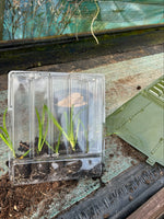 Agapanthus africanus White Plants x 5 Pack - 5cm Plug Plants For Sale FREE P&P