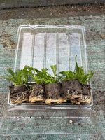Penstemon Heavenly Blue Perennials 3 Pack - 5cm Plants For Sale FREE P&P