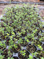 Thyme citriodorus Lemon Herb x 5 Pack - 3cm Plug Plants FREE Postage