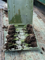 Rosemary Miss Jessopp’s Upright x 9 Pack - 3cmPlants For Sale FREE P&P