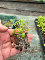 Night Scented Phlox Zaluzianskya Star Balsam x 3 x 5cm Plants For Sale FREE P&P