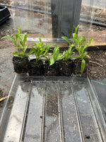 Penstemon Pensham Wedding Day x 3 Pack - 5cm Plants For Sale FREE P&P