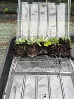 Primula 'Capitata' x 5 Pack - 5cm Plug Plants For Sale