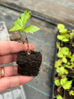 RODGERSIA aesculifolia - x 3 Pack - 7cm Plants For Sale