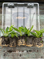 Penstemon Snowstorm Perennial Plants x 3 Pack - 7cm Plants For Sale FREE P&P