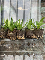 Penstemon Amelia Jane Plants x 3 Pack - 3cm Plants For Sale FREE P&P