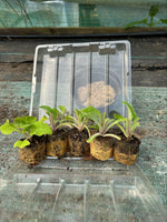 Foxglove Pam's Choice Perennials 3 x 5cm Plants For Sale FREE P&P