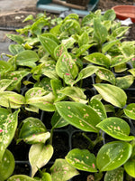 Aglaonema Dang Mongkol x 5 Pack - 4/4cm JUMBO Plug Plants For Sale