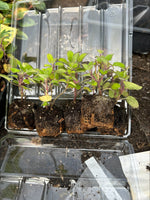 Salvia 'Patio Deep Blue' x 3 Pack - 5cm Plants For Sale