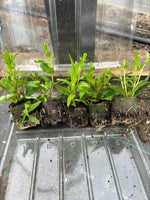 Penstemon Sour Grapes Perennials x 5 Pack - 5cm Plug Plants For Sale FREE P&P