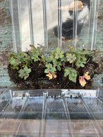 Tiarella Spring Symphony Perennials x 5 Pack - 5cm Plug Plants For Sale FREE P&P