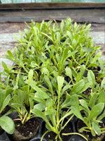 Osteospermum In The Pink x 3 Pack - 5cm Plants For Sale FREE P&P