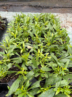 Penstemon Heavenly Blue Perennials 3 Pack - 5cm Plants For Sale FREE P&P