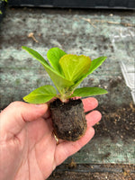 Bergenia Night Crystal Plants x 3 Pack - 5cm Plants For Sale FREE P&P