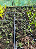 Rosemary Miss Jessopp’s Upright x 9 Pack - 3cmPlants For Sale FREE P&P