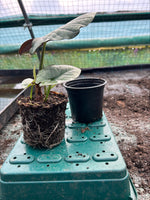 Alocasia 'Nebula Elaine' x 1 Pack - 11cm Potted Plant For Sale