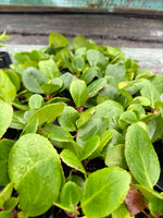 Bergenia Snow Crystal Plants x 3 Pack - 5cm Plants For Sale FREE P&P