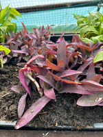 TRADESCANTIA Purple Sabre Plants x 5 Pack - 5cm Plug Plants For Sale FREE P&P