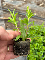 Penstemon Sour Grapes Perennials x 5 Pack - 5cm Plug Plants For Sale FREE P&P