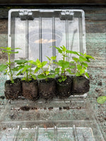 Agastache 'Blue Boa' x 3 Pack - 7cm Plants For Sale