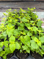 Agastache 'Blue Boa' x 3 Pack - 7cm Plants For Sale