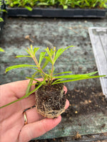 Penstemon Firebird Perennial Plants x 3 Pack - 5cm Plants For Sale FREE P&P