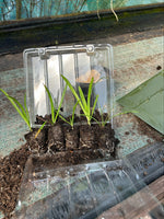 Agapanthus africanus White Plants x 5 Pack - 5cm Plug Plants For Sale FREE P&P