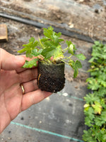 Geranium Pink Pouffe Plants x 3 Pack - 5cm Plants For Sale FREE P&P