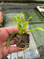 Penstemon Hewell's Pink Perennial 3 Pack - 7cm Plants For Sale FREE P&P