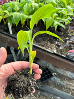 Musa Sikkimensis Bengal Tiger x 3 Pack - 5cm Plants For Sale FREE P&P