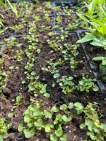 Campanula 'Mrs Resholt' x 5 Pack - 3cm Plug Plants For Sale