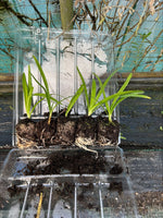 Agapanthus Everpanthus Poppin' Purple x 3 Pack - 5cm Plants For Sale FREE P&P