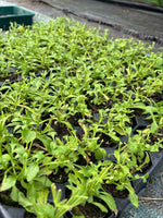 Night Scented Phlox Zaluzianskya Star Balsam x 3 x 5cm Plants For Sale FREE P&P