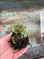 Tiarella Spring Symphony Perennials x 5 Pack - 5cm Plug Plants For Sale FREE P&P