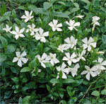 Vinca minor 'White' x 5 Pack - 5cm Plug Plants For Sale