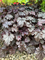 Heuchera Blackberry Jam Plants x 5 Pack - 5cm Plug Plants For Sale FREE P&P