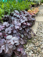 Heuchera Blackberry Jam Plants x 5 Pack - 5cm Plug Plants For Sale FREE P&P