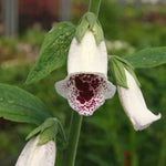 Foxglove Pam's Choice Perennials 3 x 5cm Plants For Sale FREE P&P