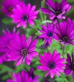 Osteospermum Tresco Purple Perennial x 3 Pack - 5cm Plants FREE P&P
