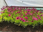 Osteospermum Tresco Purple Perennial x 3 Pack - 5cm Plants FREE P&P