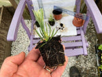 Lavender Platinum Blonde Herb 5 x Pack - 3cm Plug Plants For Sale FREE Postage