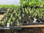Lavender Platinum Blonde Herb 5 x Pack - 3cm Plug Plants For Sale FREE Postage