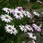 Osteospermum Lady Leitrim Plants x 3 Pack - 5cm Plants For Sale FREE P&P
