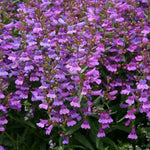 Penstemon Heavenly Blue Perennials 3 Pack - 5cm Plants For Sale FREE P&P