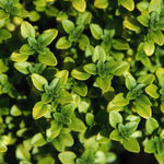 Thyme Anderson's Gold Herb x 5 Pack - 3cm Plug Plants For Sale FREE P&P