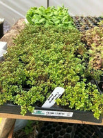 Thyme Anderson's Gold Herb x 5 Pack - 3cm Plug Plants For Sale FREE P&P
