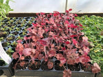 Heuchera 'Palace Purple' x 3 Pack - 5/7cm JUMBO Plug Plants For Sale